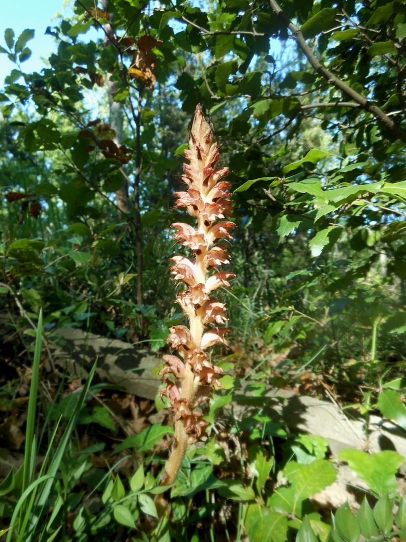 Orobanche rapum-genistae / Succiamele delle ginestre